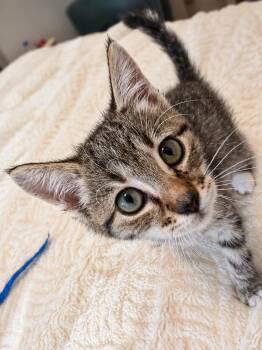 Socks C -  Domestic Short Hair Cat for Adoption in Fresno, California - Socks C | PetCurious