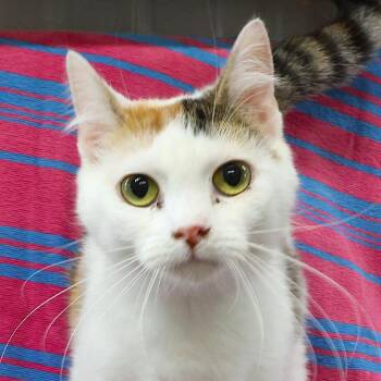 Opalite C12545 -  Domestic Short Hair Cat for Adoption - Opalite C12545 | PetCurious