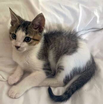 Rescue Domestic Short Hair Cats for Adoption in Powder Springs, Georgia - KISMET | PetCurious