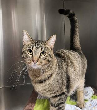 Zava -  Domestic Short Hair and Tabby Cat for Adoption in Cuyahoga Falls, Ohio - Zava | PetCurious