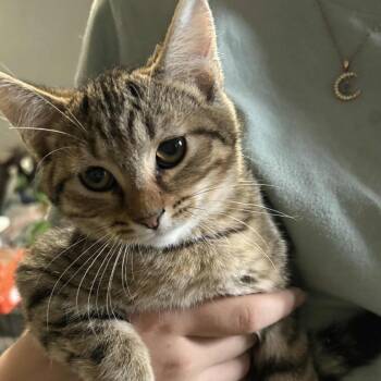 Domestic Short Hair Cats Available for Adoption - Phoenix | PetCurious
