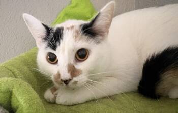 Domestic Short Hair Cats Available for Adoption in Kansas City, Missouri - S