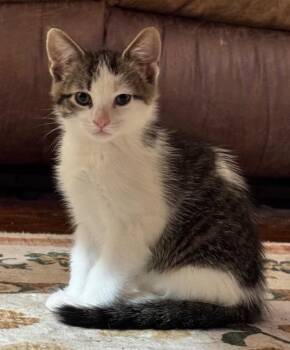 Zack -  Domestic Medium Hair Cat for Adoption in Little Rock, Arkansas - Zack | PetCurious