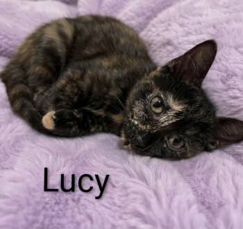 Lucy -  Tortoiseshell Cat for Adoption in Wyandotte, Michigan - Lucy | PetCurious