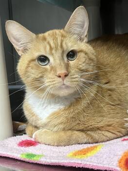 Peanut -  Domestic Short Hair Cat for Adoption in Johnston, Rhode Island - Peanut | PetCurious