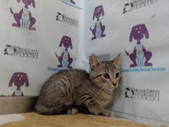 Domestic Short Hair Cats Available for Adoption in Orlando, Florida - A597640 | PetCurious