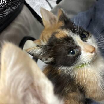 Tia -  Domestic Short Hair Cat for Adoption in Pasadena, California - Tia | PetCurious