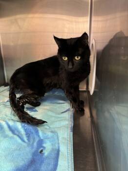 Rescue Domestic Short Hair Cats for Adoption in Gainesville, Florida - Shadow | PetCurious