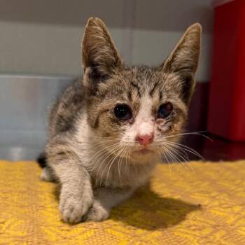 IVHS-Stray-139744 -  Domestic Short Hair Cat for Adoption in San Gabriel, California - IVHS-Stray-139744 | PetCurious