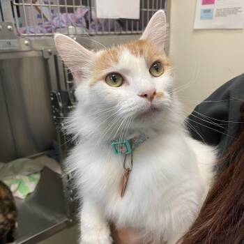 Pumpkin Spice -  Turkish Van Cat for Adoption in Lynchburg, Virginia - Pumpkin Spice | PetCurious