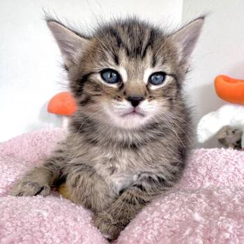 Pixie -  Domestic Short Hair Cat for Adoption in Madison, Wisconsin - Pixie | PetCurious