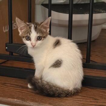 Mercy (tripod!) in Stevensville, MD -  Domestic Short Hair Cat for Adoption - Mercy (tripod!) In Stevensville, MD | PetCurious