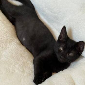 Rescue Bombay Cats for Adoption in Hoquiam, Washington - Leif - Active And Social | PetCurious