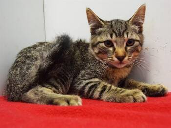 Rescue Domestic Short Hair Cats for Adoption in Sacramento, California - PEDRO | PetCurious