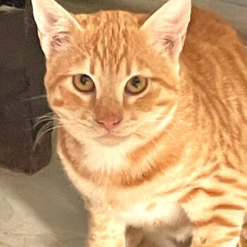 Rescue Egyptian Mau Cats for Adoption in Mississauga, Ontario - Filly And Billy Wonder Bros. - Bonded Brothers | PetCurious