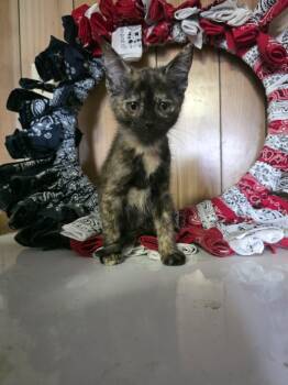 Sprinkles -  Domestic Short Hair Cat for Adoption in Cosby, Tennessee - Sprinkles | PetCurious