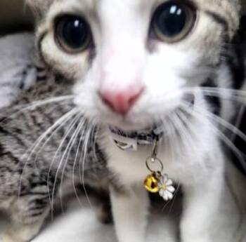 Billy -  Domestic Medium Hair and Domestic Short Hair Cat for Adoption in Memphis, Tennessee - Billy | PetCurious