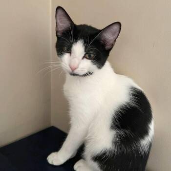 Mary -  Tuxedo and Domestic Short Hair Cat for Adoption in Harrisburg, Pennsylvania - Mary | PetCurious
