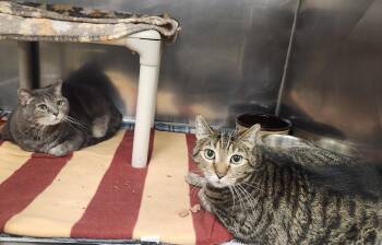 Rescue Domestic Short Hair Cats for Adoption in Clayton, New Jersey - Princess And Rocky | PetCurious