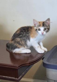 Domestic Short Hair Cats Available for Adoption in Camden, South Carolina - Cold Ginger Ale (available For Pre-adoption) | PetCurious