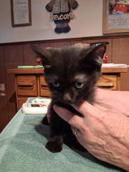 Sami -  Domestic Short Hair Cat for Adoption in Ogden, Utah - Sami | PetCurious