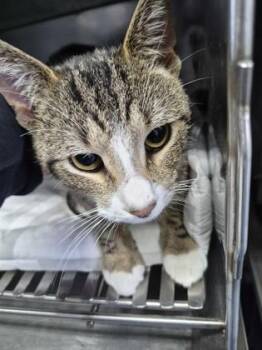 Domestic Short Hair Cats Available for Adoption - Rice | PetCurious