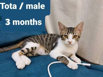 Tota - LN -  Domestic Short Hair Cat for Adoption in Brampton, Ontario - Tota - LN | PetCurious
