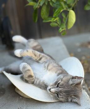 Lucky -  Tabby and Domestic Short Hair Cat for Adoption in Walnut Creek, California - Lucky | PetCurious