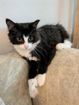 Banana -  Domestic Medium Hair Cat for Adoption in Mechanicsburg, Pennsylvania - Banana | PetCurious