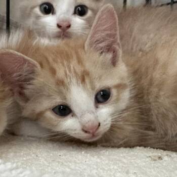 Claire -  Domestic Short Hair Cat for Adoption in Lynchburg, Virginia - Claire | PetCurious