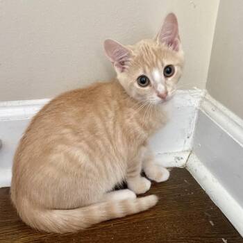 Sunkist (Orange Sodas) -  Domestic Short Hair Cat for Adoption in Charlotte, North Carolina - Sunkist (Orange Sodas) | PetCurious