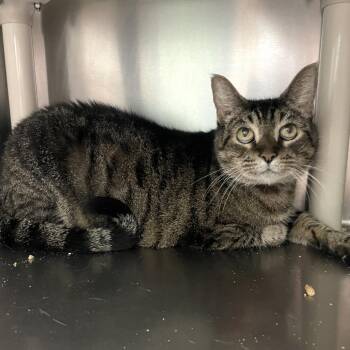 Badgerette -  Domestic Short Hair Cat for Adoption in Carencro, Louisiana - Badgerette | PetCurious