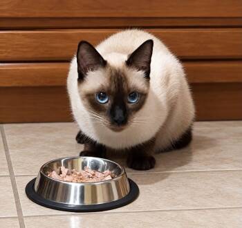 Francesca -  Siamese Cat for Adoption in Mount Pleasant, Texas - Francesca | PetCurious