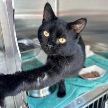Southern Comfort -  Domestic Short Hair Cat for Adoption in Matteson, Illinois - Southern Comfort | PetCurious