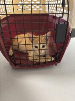 Rune 1158-26 -  Domestic Short Hair Cat for Adoption in Cumming, Georgia - Rune 1158-26 | PetCurious