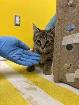 Gnarly -  Domestic Short Hair Cat for Adoption in Raleigh, North Carolina - Gnarly | PetCurious