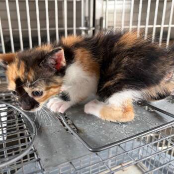 Mitzy -  Domestic Short Hair Cat for Adoption in Edinburg, Texas - Mitzy | PetCurious
