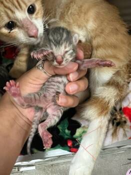 Rescue Domestic Short Hair Cats for Adoption in Fort Worth, Texas - Boots | PetCurious