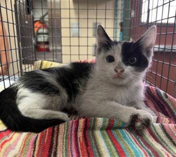 Rescue Domestic Short Hair Cats for Adoption in Rancho Cucamonga, California - UNKNOWN | PetCurious