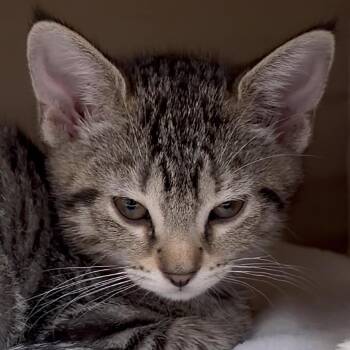 Mantis -  Domestic Short Hair Cat for Adoption in Middlebury, Vermont - Mantis | PetCurious
