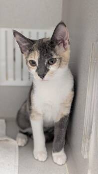 Sardinia -  Domestic Short Hair Cat for Adoption in Seattle, Washington - Sardinia | PetCurious