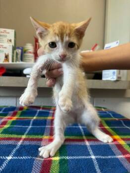 Dwight -  Domestic Short Hair Cat for Adoption in Marion, Ohio - Dwight | PetCurious