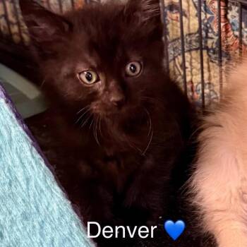 Denver -  Domestic Medium Hair Cat for Adoption in Peachtree City, Georgia - Denver | PetCurious