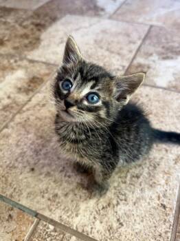 Dennis -  Domestic Short Hair Cat for Adoption in Fruit Heights, Utah - Dennis | PetCurious