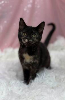 Irene -  Domestic Short Hair Cat for Adoption in Clarkesville, Georgia - Irene | PetCurious