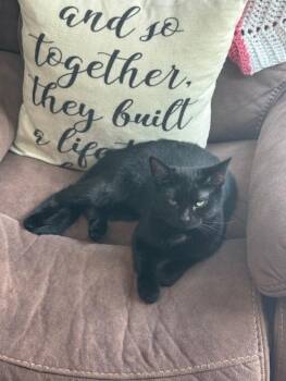 Rescue Domestic Short Hair Cats for Adoption in Northfield, Ohio - ONYX | PetCurious