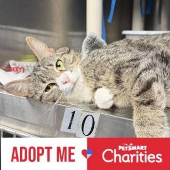 Domestic Short Hair Cats Available for Adoption in Falls Church, Virginia - Brie | PetCurious