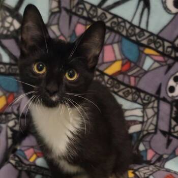 Pip Pip Purray -  Domestic Short Hair Cat for Adoption in Sandy Springs, Georgia - Pip Pip Purray | PetCurious