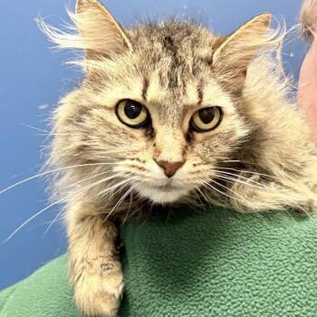 Domestic Long Hair Cats Available for Adoption in Columbus, Indiana - Dutchess | PetCurious