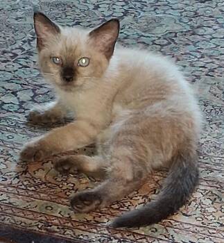 Liberty -  Siamese Cat for Adoption in San Antonio, Texas - Liberty | PetCurious